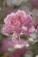 Komar Bouquet Wall Mural 184x254cm | Yourdecoration.com