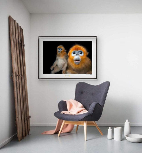 Komar Golden Snub nosed Monkey Art Print 40x30cm Sfeer | Yourdecoration.com