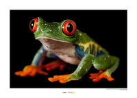 Komar Red eyed Treefrog Art Print 70x50cm | Yourdecoration.com