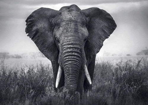 Braun Studio Eléphant Art Print 70x50cm | Yourdecoration.com