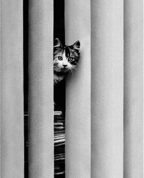 Golbin Curious Cat Art Print 40x50cm | Yourdecoration.com