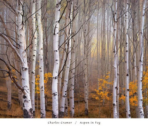 Charles Cramer Aspen in Fog Art Print 76x66cm | Yourdecoration.com
