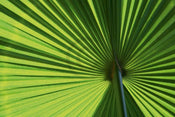 Ortwin Klipp Leaf 1 Art Print 70x50cm | Yourdecoration.com