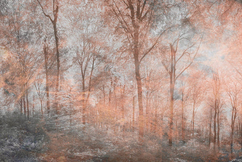 Dimex Colorful Forest Abstract Wall Mural 375x250cm 5 Panels | Yourdecoration.com