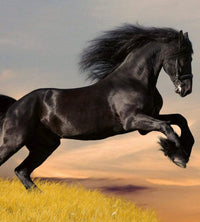 Dimex Horse Wall Mural 225x250cm 3 Panels | Yourdecoration.com