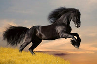 Dimex Horse Wall Mural 375x250cm 5 Panels | Yourdecoration.com
