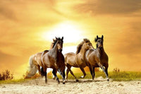 Dimex Horses in Sunset Wall Mural 375x250cm 5 Panels | Yourdecoration.com