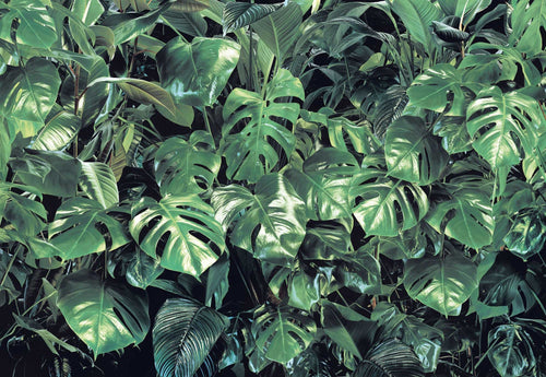 Komar Non Woven Wall Mural 8 333 Verdure | Yourdecoration.com
