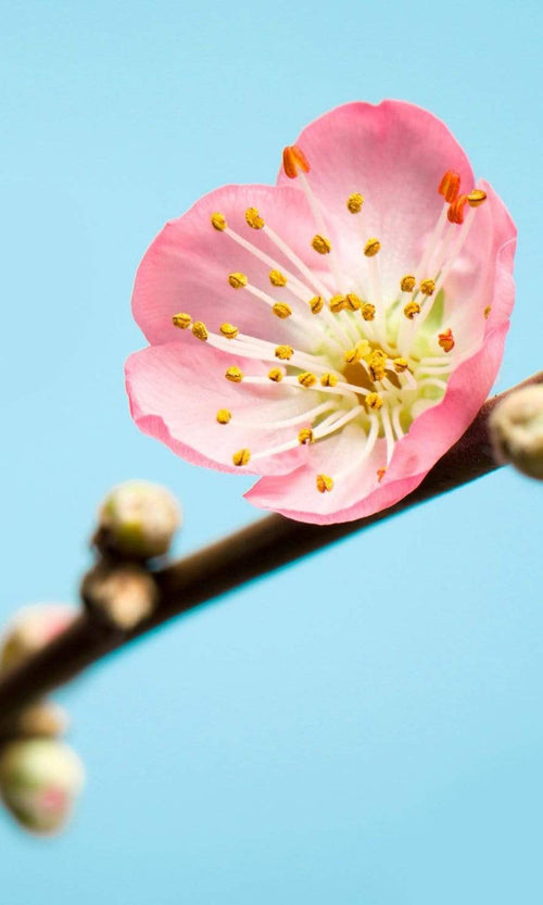 Komar Peach Blossom Wall Mural 150x250cm 3 Panels | Yourdecoration.com