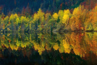 Wizard+Genius Autumn Forest Lake Non Woven Wall Mural 384x260cm 8 Panels | Yourdecoration.com