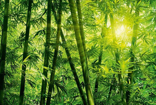 Wizard+Genius Bamboo Forest Non Woven Wall Mural 384x260cm 8 Panels | Yourdecoration.com