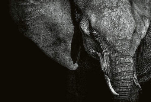 Wizard+Genius Beautiful Elephant Non Woven Wall Mural 384x260cm 8 Panels | Yourdecoration.com