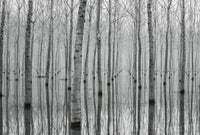 Wizard+Genius Birch Forest in the Water Non Woven Wall Mural 384x260cm 8 Panels | Yourdecoration.com