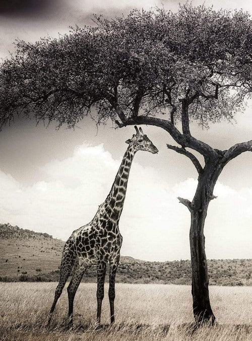 Wizard+Genius Giraffe Safari Non Woven Wall Mural 192x260cm 4 Panels | Yourdecoration.com