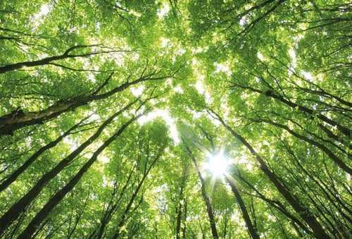 Wizard+Genius Sunny Forest Non Woven Wall Mural 384x260cm 8 Panels | Yourdecoration.com