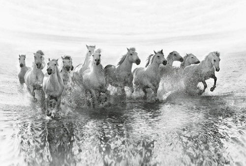 Wizard+Genius White Horses Non Woven Wall Mural 384x260cm 8 Panels | Yourdecoration.com