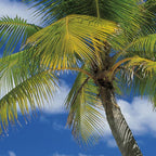 Komar Ari Atoll Wall Mural 184x254cm | Yourdecoration.com