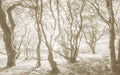 Komar Bleached Birch Non Woven Wall Murals 400x250cm 4 panels | Yourdecoration.com