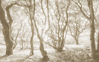 Komar Bleached Birch Non Woven Wall Murals 400x250cm 4 panels | Yourdecoration.com