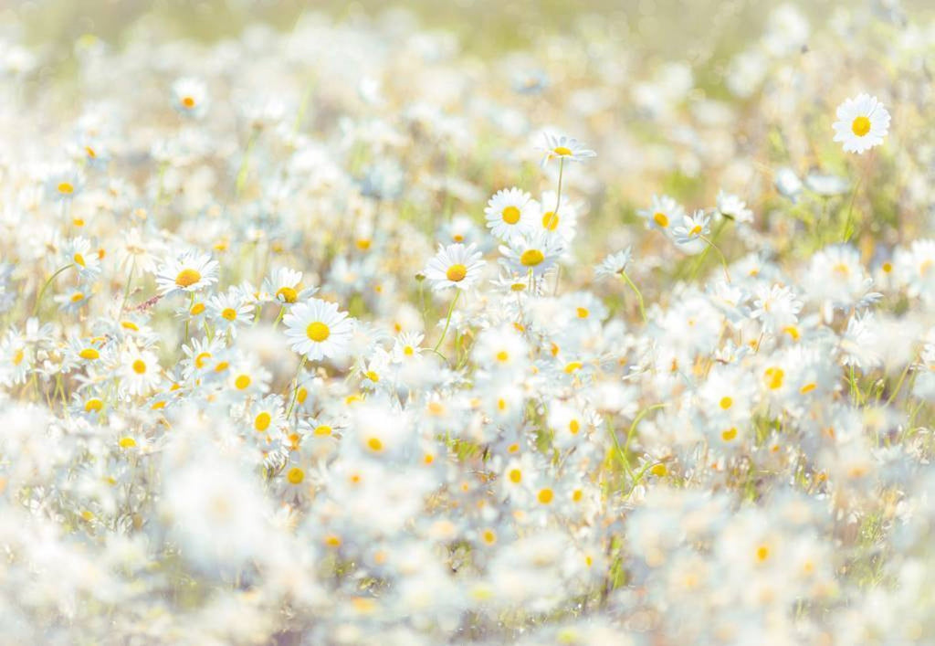 Komar Daisies Wall Mural 368x254cm | Yourdecoration.com