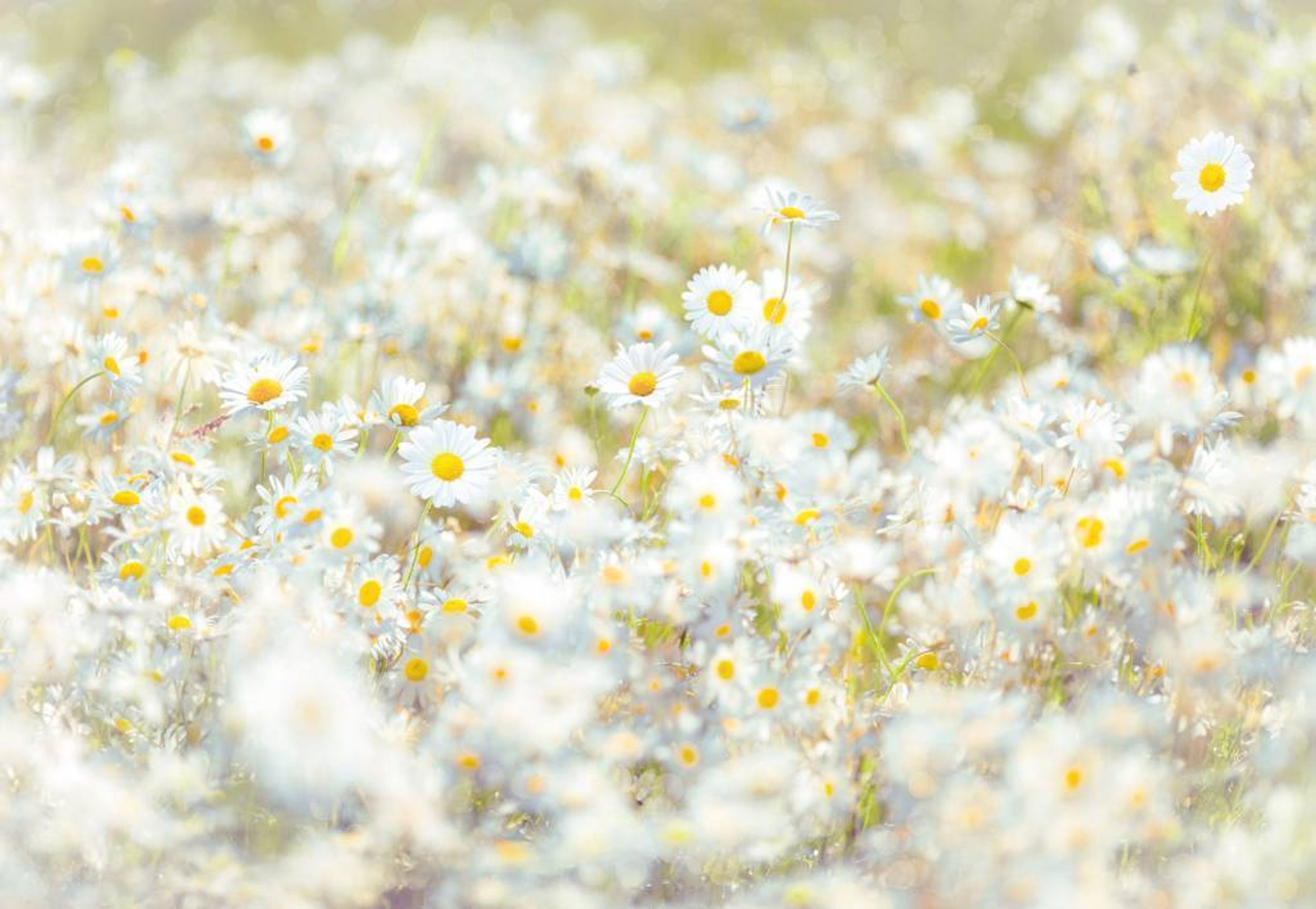 Komar Daisies Wall Mural 368x254cm | Yourdecoration.com