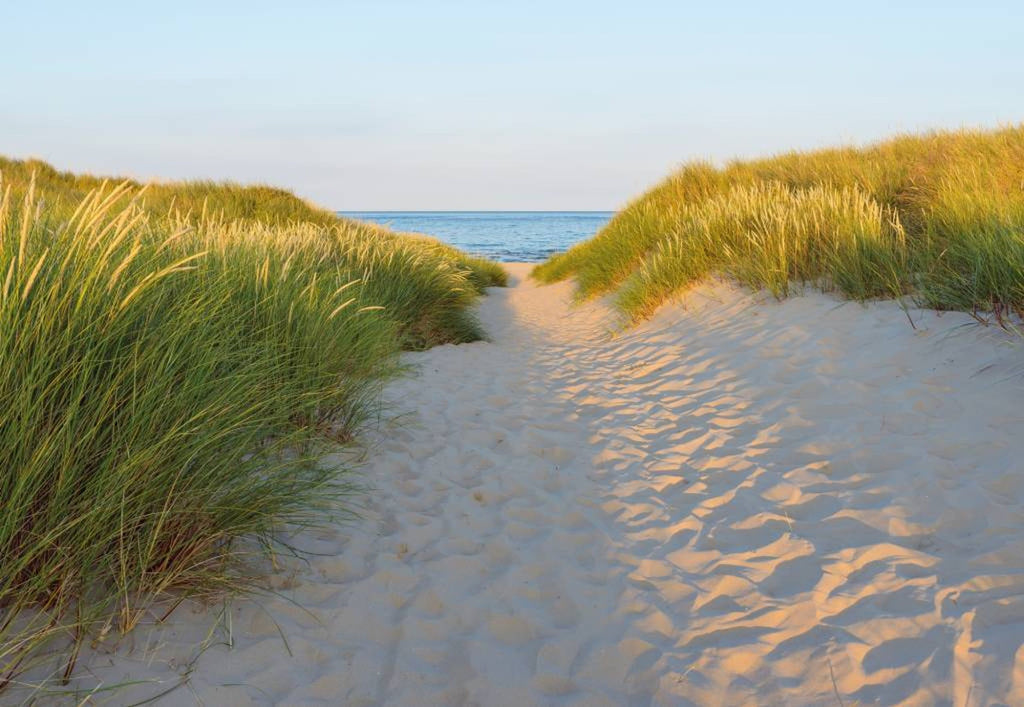 Komar Sandy Path Wall Mural 368x254cm | Yourdecoration.com