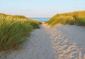 Komar Sandy Path Wall Mural 368x254cm | Yourdecoration.com