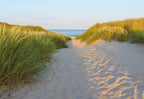 Komar Sandy Path Wall Mural 368x254cm | Yourdecoration.com
