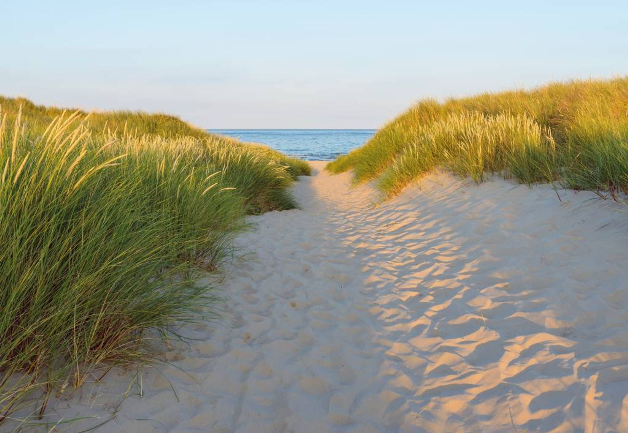 Komar Sandy Path Wall Mural 368x254cm | Yourdecoration.com