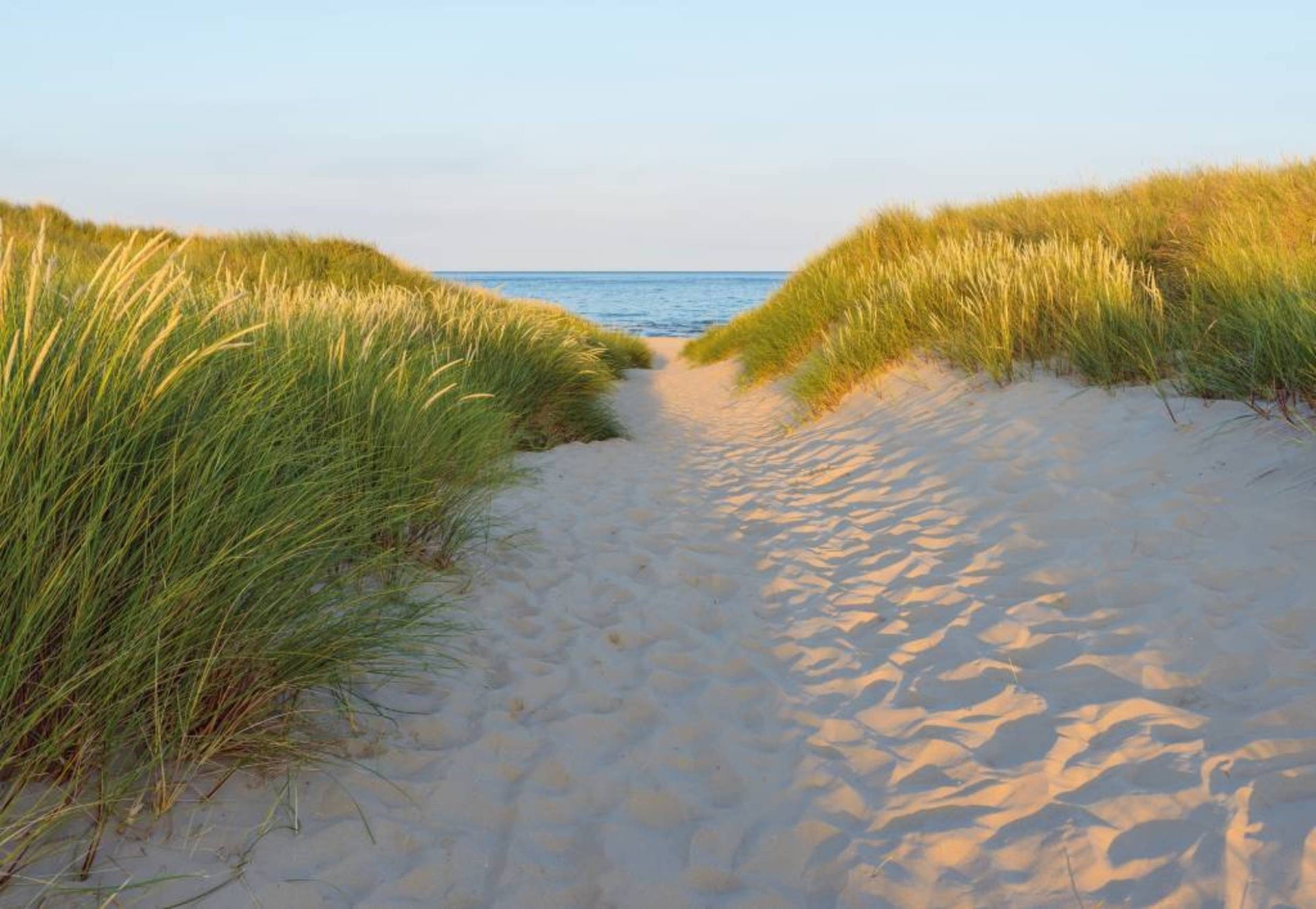 Komar Sandy Path Wall Mural 368x254cm | Yourdecoration.com