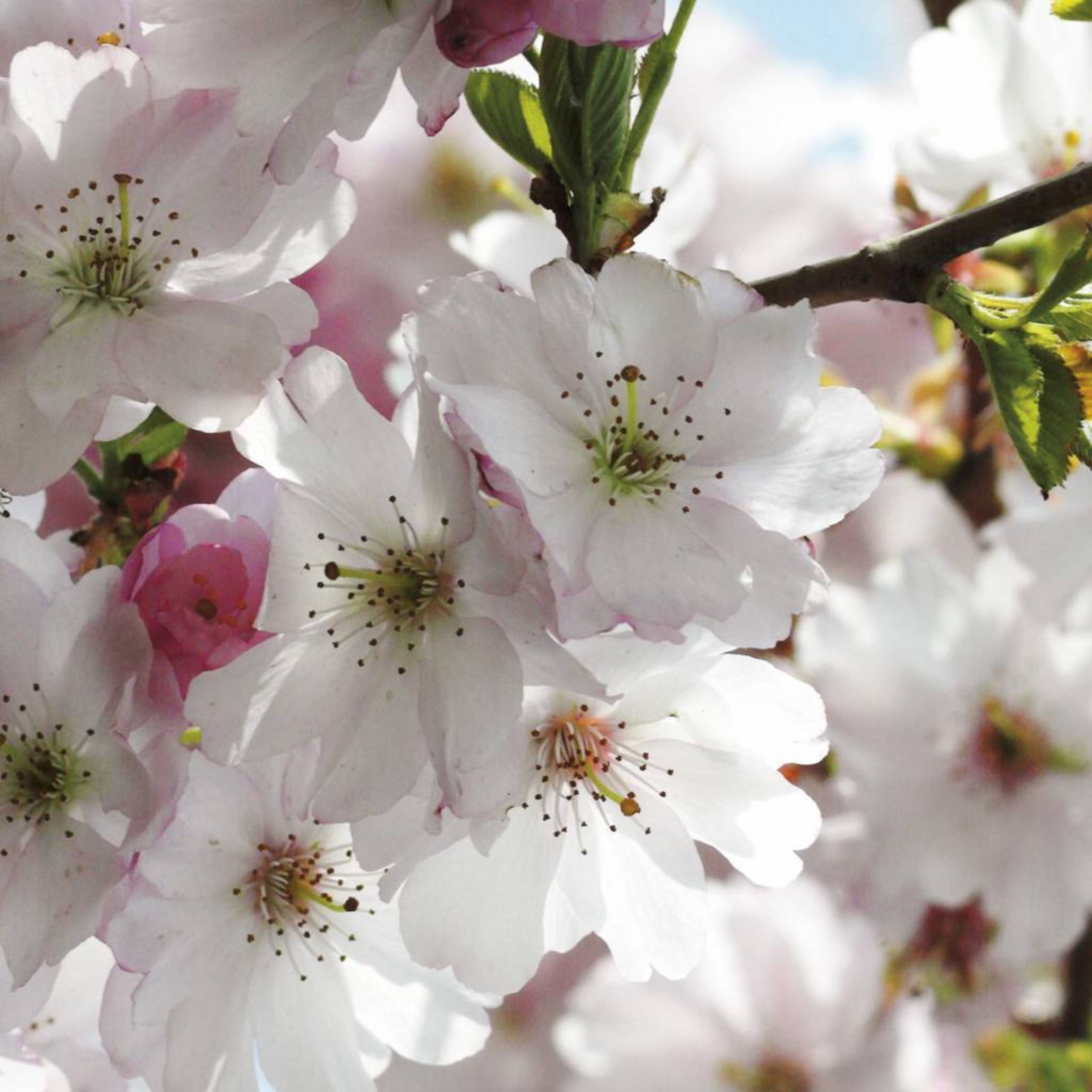 Komar Spring Wall Mural National Geographic 368x254cm | Yourdecoration.com