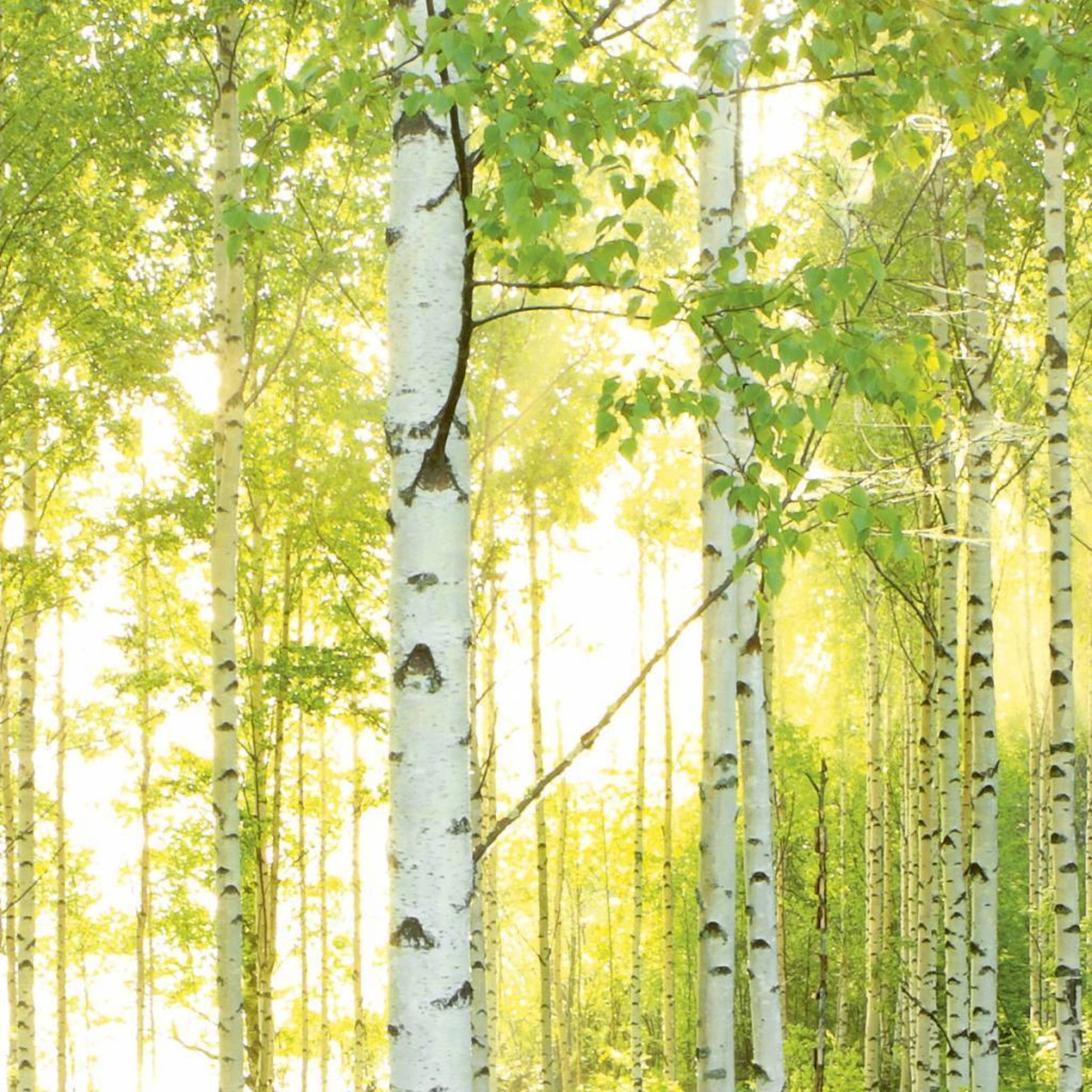 Komar Sunday Non Woven Wall Mural National Geographic 368x248cm | Yourdecoration.com