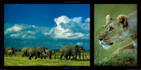 PGM DHM 13 Michel et Christine Denis Huot Elephants and Lioness Art Print 100x50cm | Yourdecoration.com