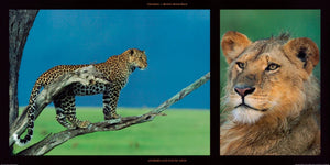 PGM DHM 17 Michel et Christine Denis Huot Leopard and Young Leon Art Print 100x50cm | Yourdecoration.com