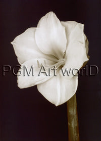 PGM FTP 17 Prades Fabregat Bora Bora Flower II Art Print 50x70cm | Yourdecoration.com