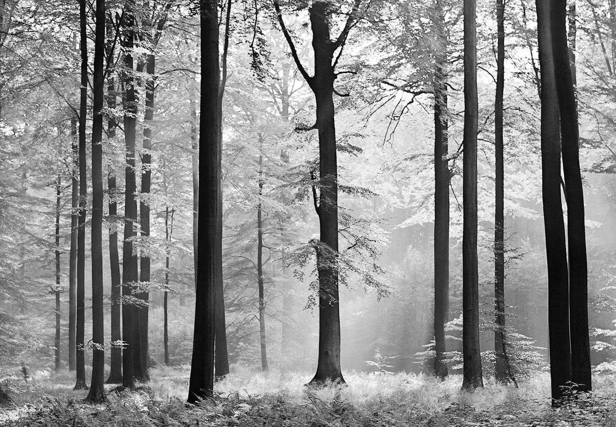 Wall Mural - Avalon 366x254cm - Paper Wallpaper