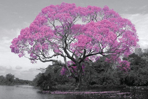 GBeye Tree Blossom Poster 91,5x61cm | Yourdecoration.com