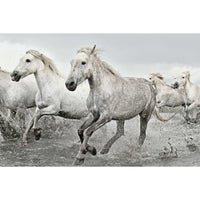 Grupo Erik GPE5238 White Horses Poster 91,5X61cm | Yourdecoration.com