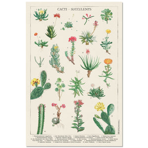 Grupo Erik GPE5536 Botanical Cacti Poster 61X91,5cm | Yourdecoration.com
