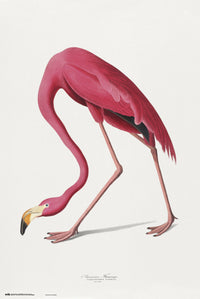 Grupo Erik GPE5541 American Flamingo Poster 61X91,5cm | Yourdecoration.com