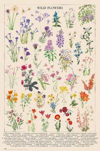 grupo erik gpe5675 botanical wild flowers poster 61x91.5cm | Yourdecoration.com