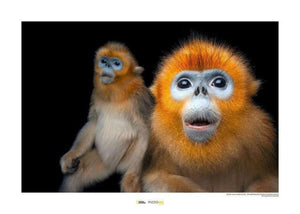 Komar Golden Snub nosed Monkey Art Print 40x30cm | Yourdecoration.com