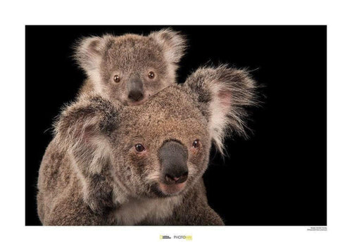 Komar Koala Bear Art Print 70x50cm | Yourdecoration.com