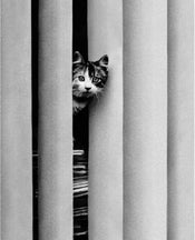 Golbin Curious Cat Art Print 40x50cm | Yourdecoration.com