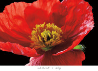 Amalia Elena Veralli Red Poppy Art Print 91x66cm | Yourdecoration.com
