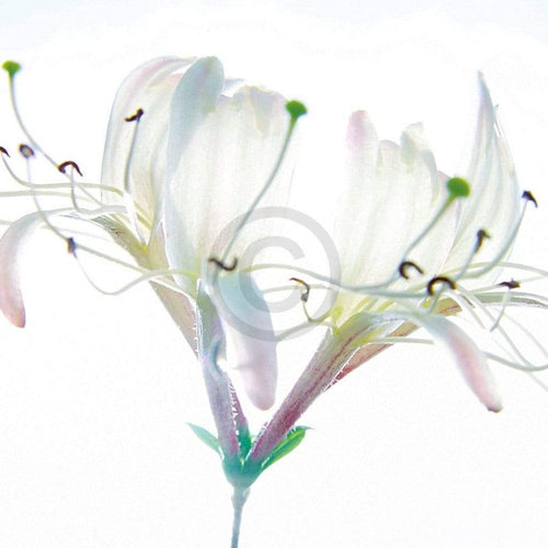 Ingrid Ulmer Zarte Bande Art Print 50x50cm | Yourdecoration.com