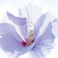 Ingrid Ulmer Ballerina Art Print 50x50cm | Yourdecoration.com