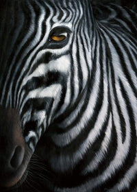 Jutta Plath Zebra I Art Print 60x80cm | Yourdecoration.com
