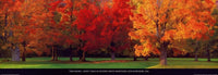 Tom Mackie Maple Trees in Autumn Art Print 95x33cm | Yourdecoration.com