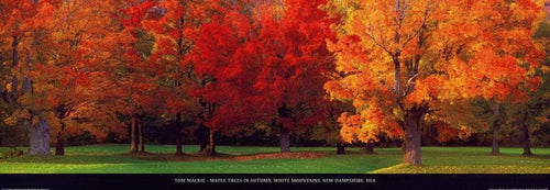 Tom Mackie Maple Trees in Autumn Art Print 95x33cm | Yourdecoration.com